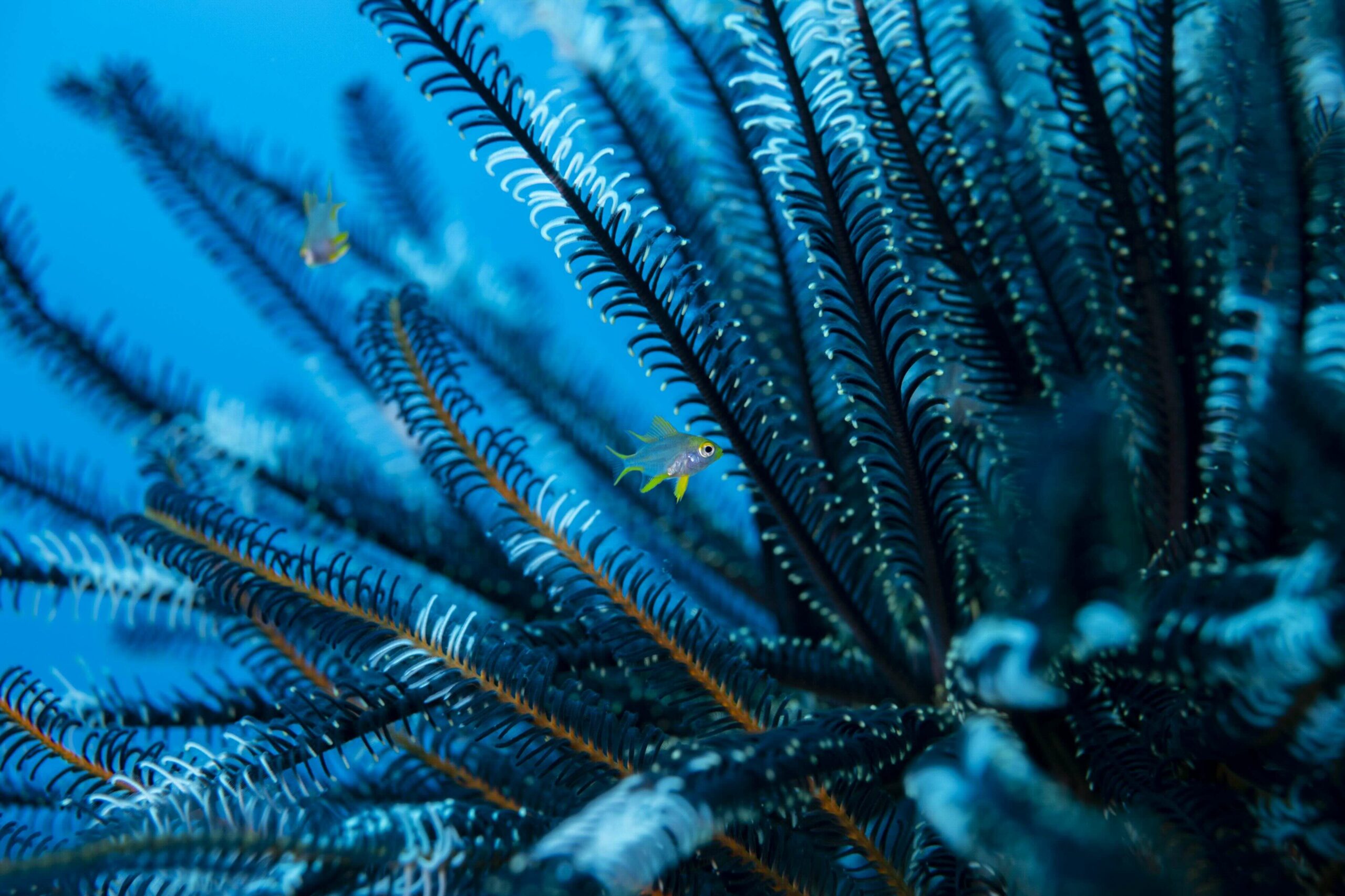 240929_Expe 1_North Maluku_©AlexisChappuis_4365