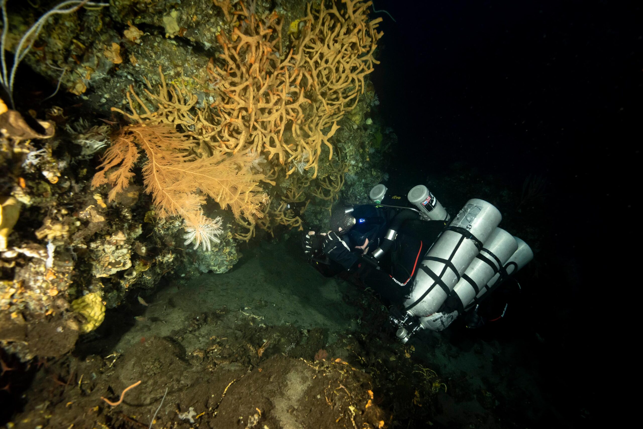 A diver documenting mesophotic coral ecosystems.