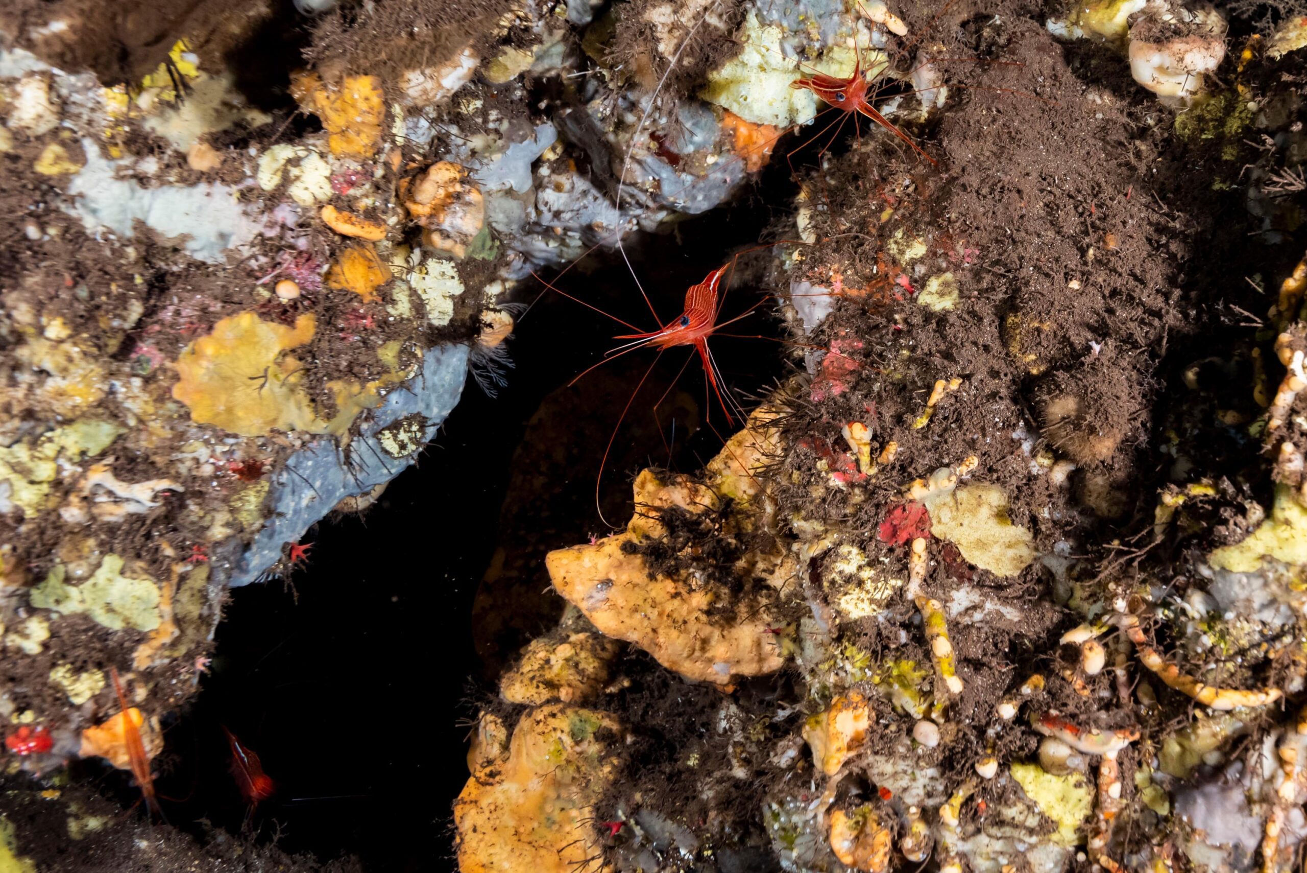A shrimp at a mesophotic depth.