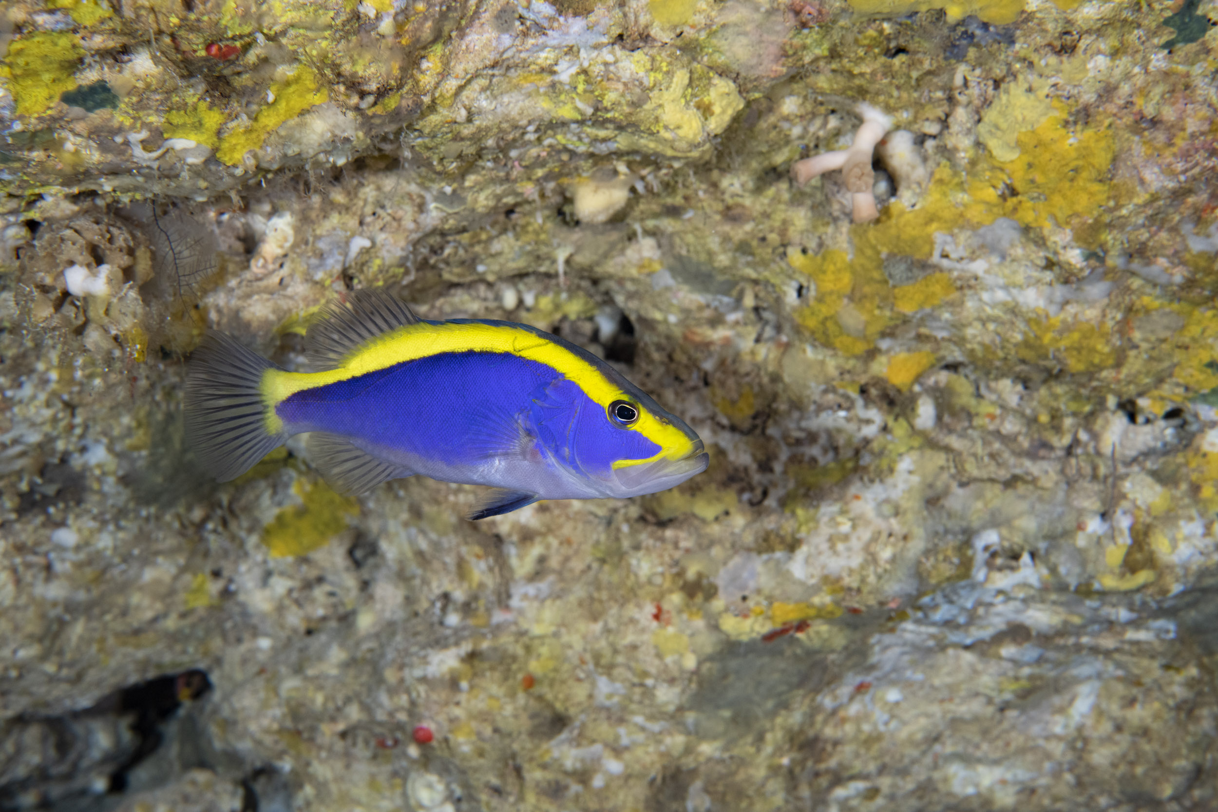 Goldribbon Soapfish, Aulacocephalus temminckii (-122 metres).