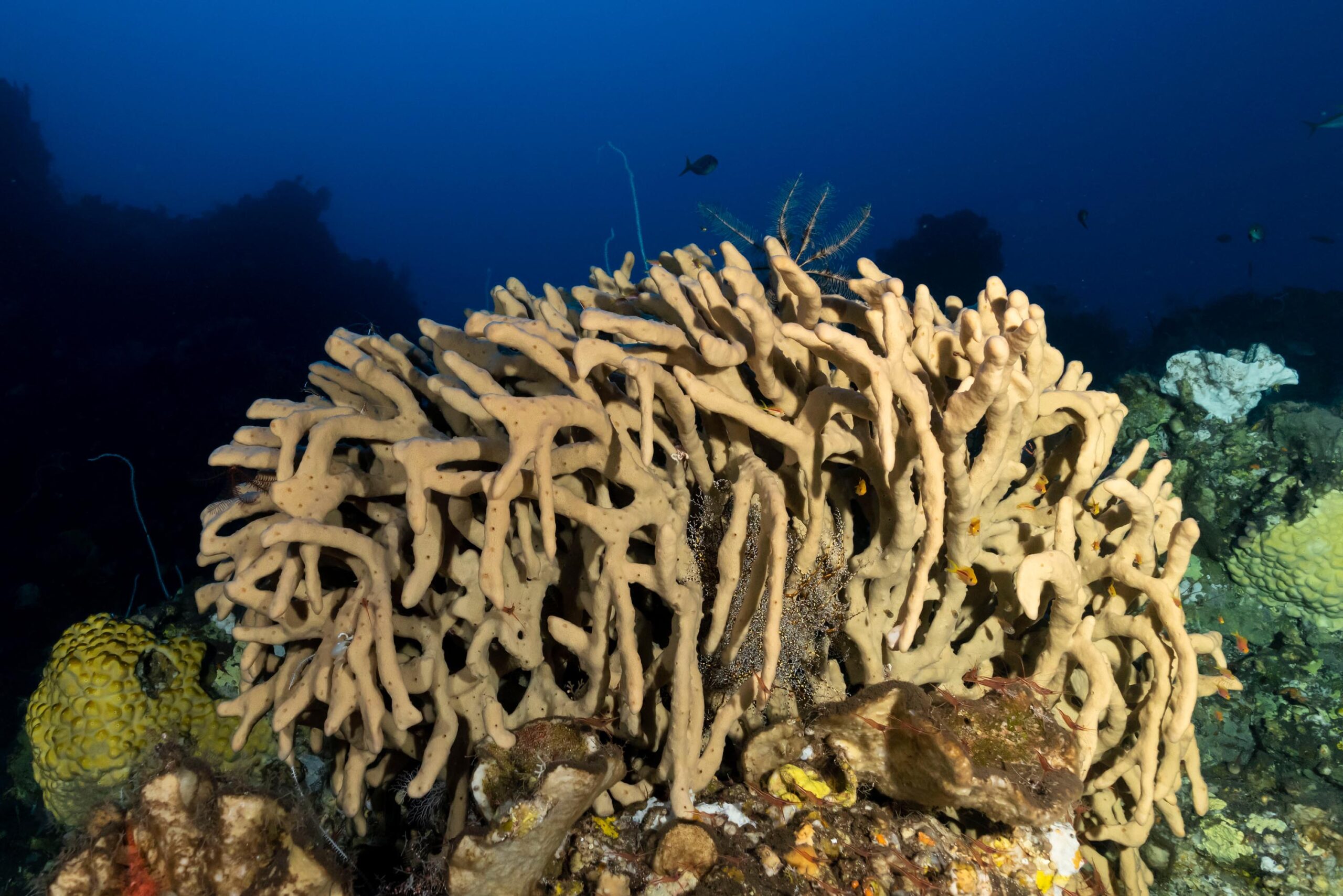 Mesophotic Coral Ecosystems.